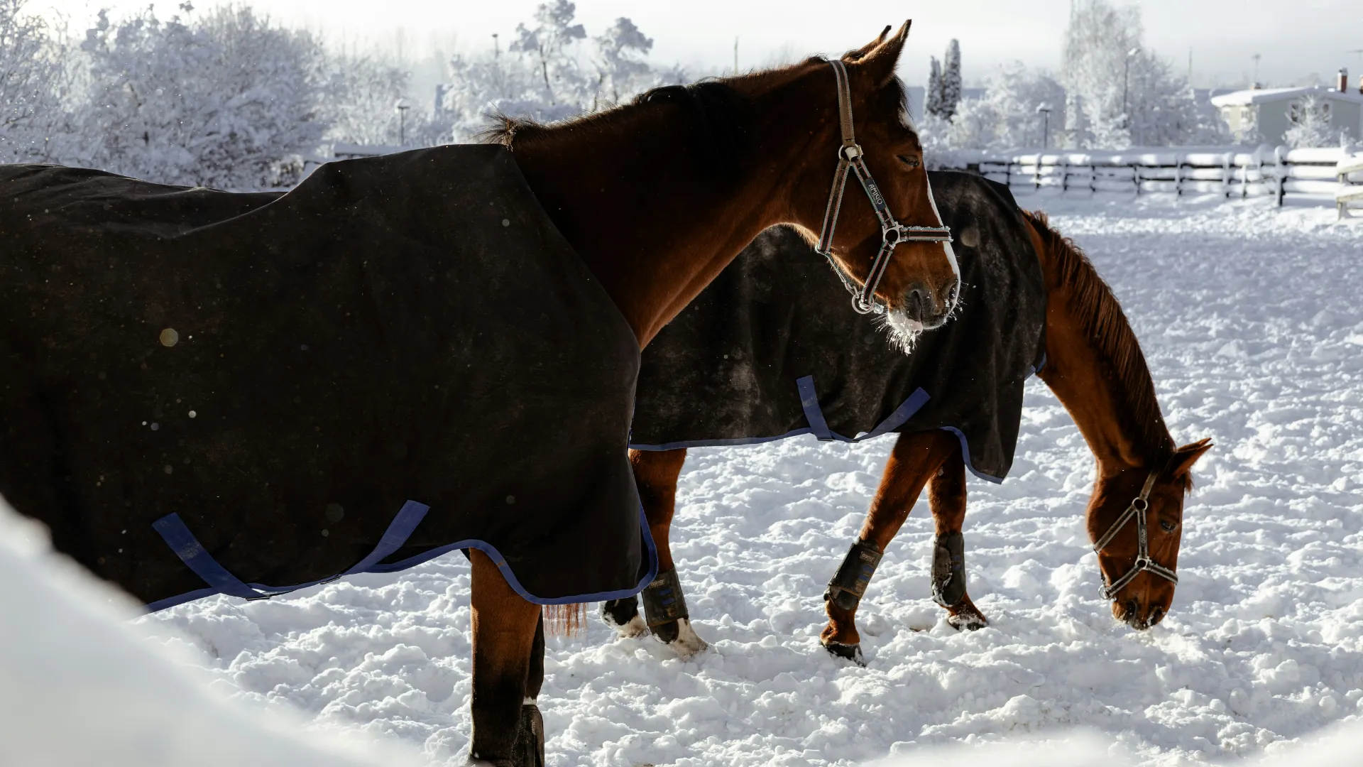 horse-2
