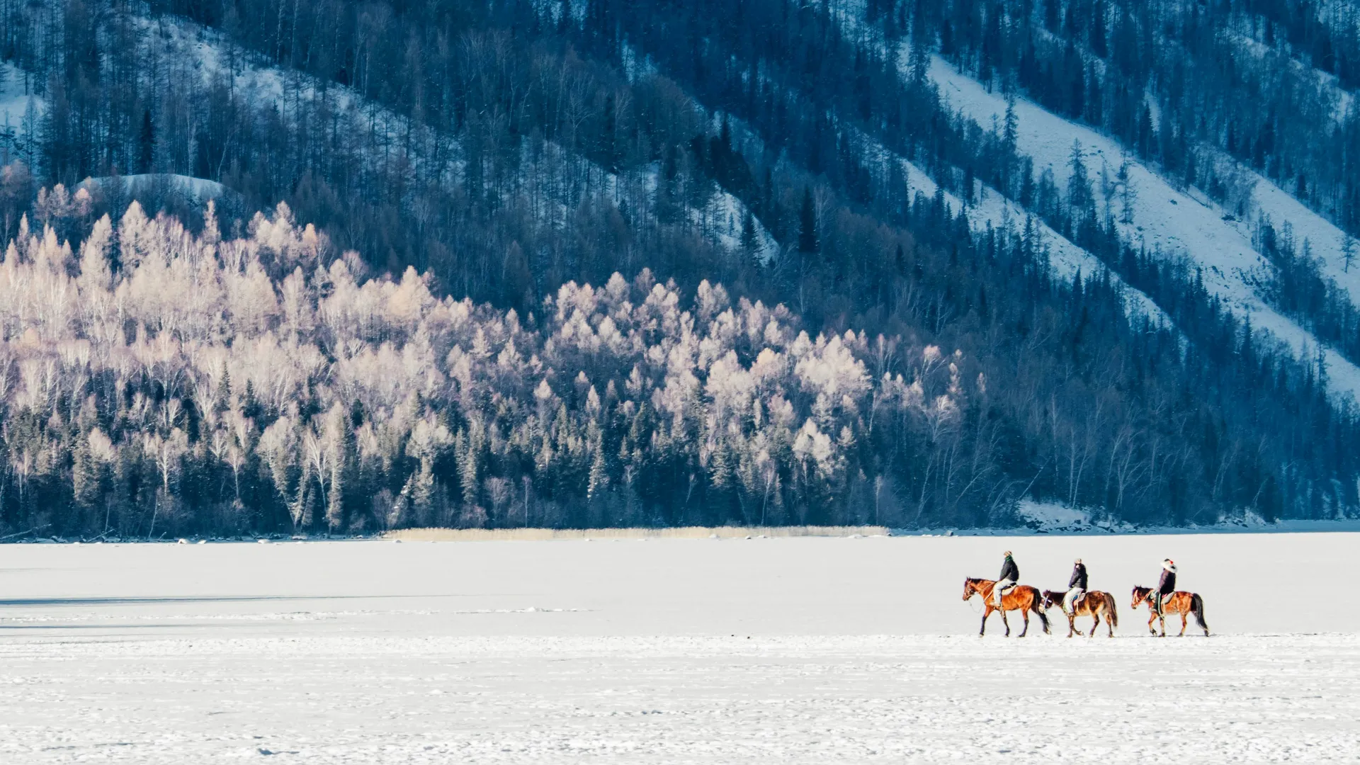 horse-3