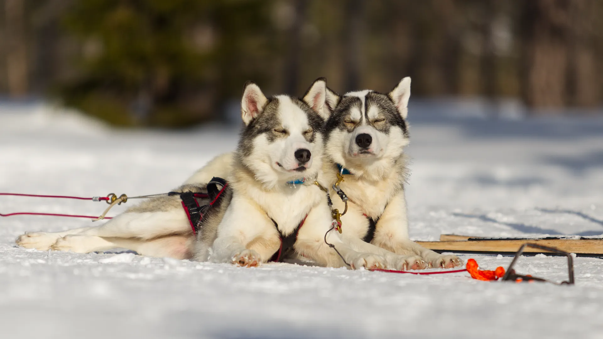 husky-3